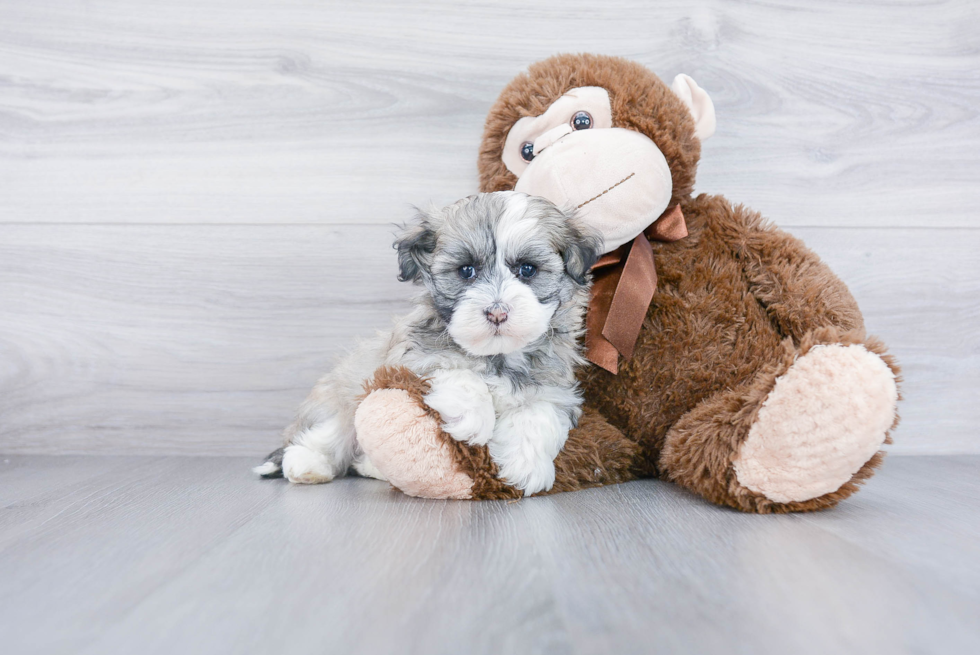 Smart Havanese Purebred Puppy