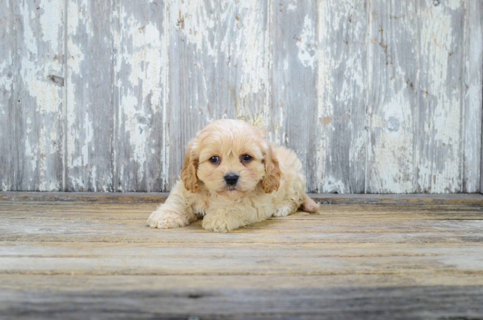 Cavachon Pup Being Cute