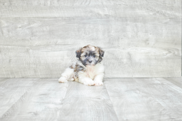 Adorable Havanese Purebred Puppy