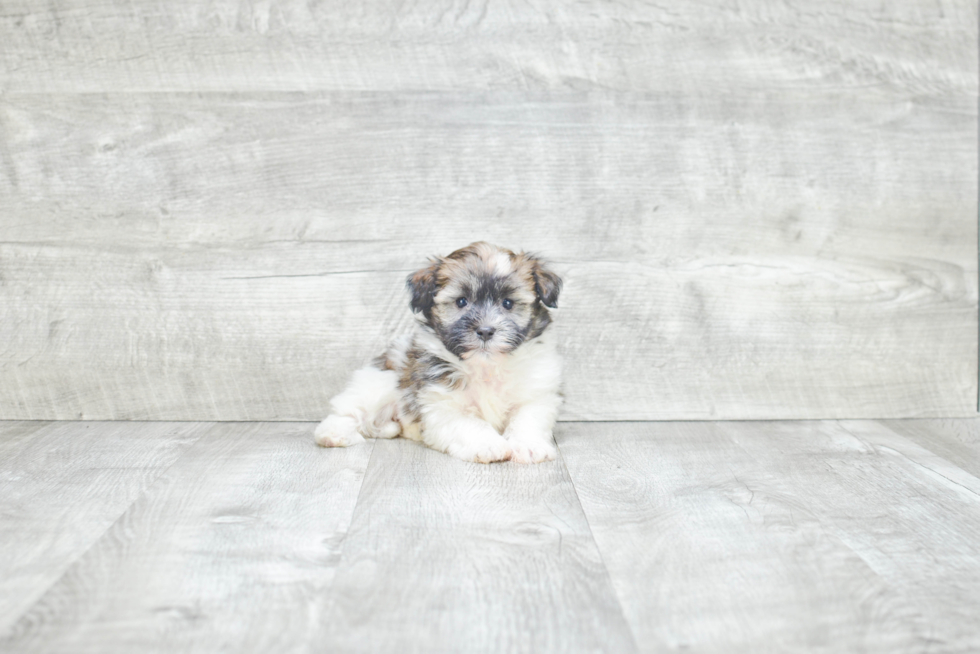 Adorable Havanese Purebred Puppy