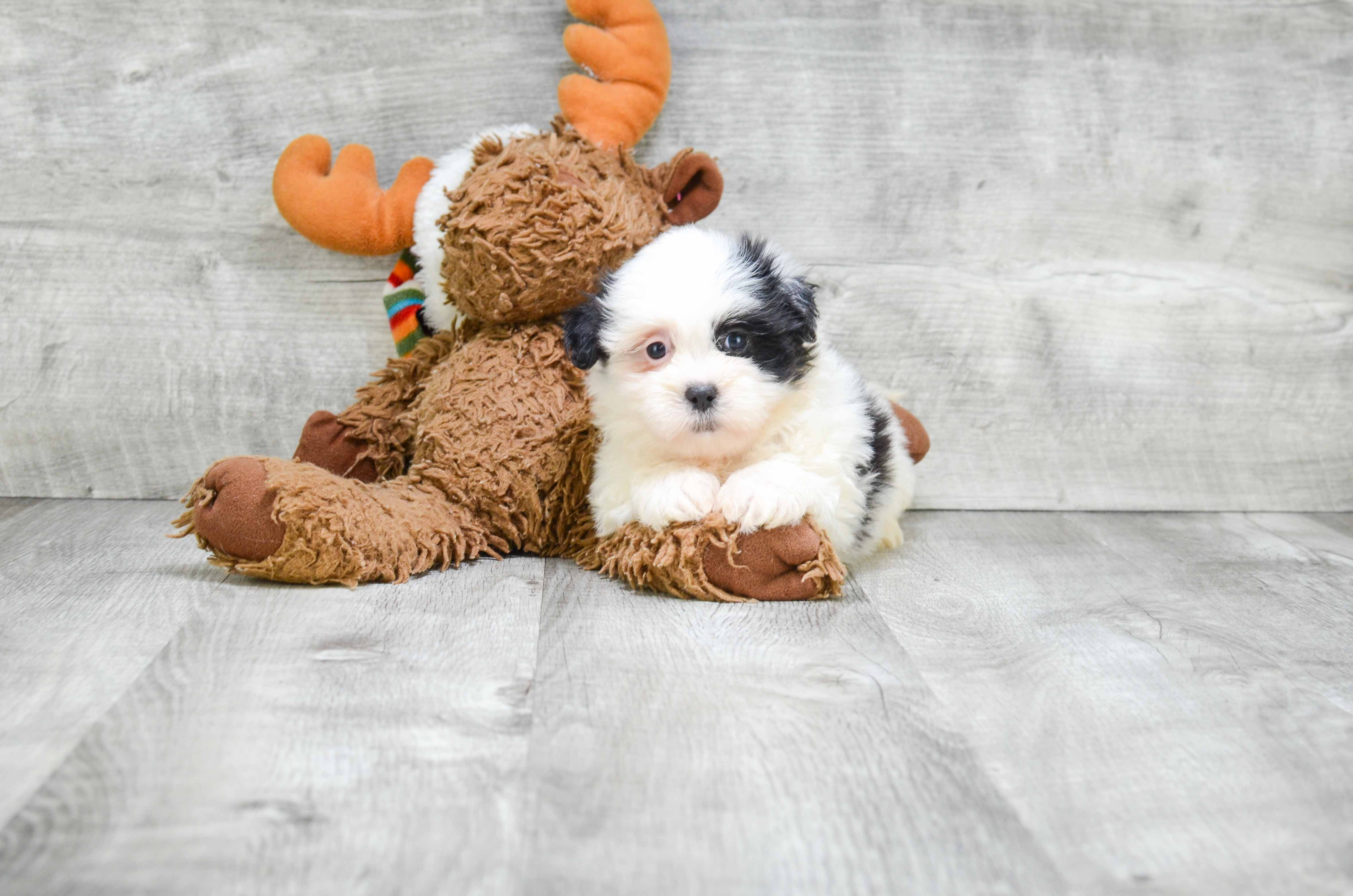 Best Teddy Bear Baby