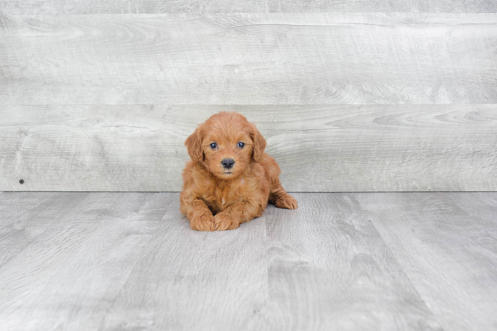 Small Mini Goldendoodle Baby