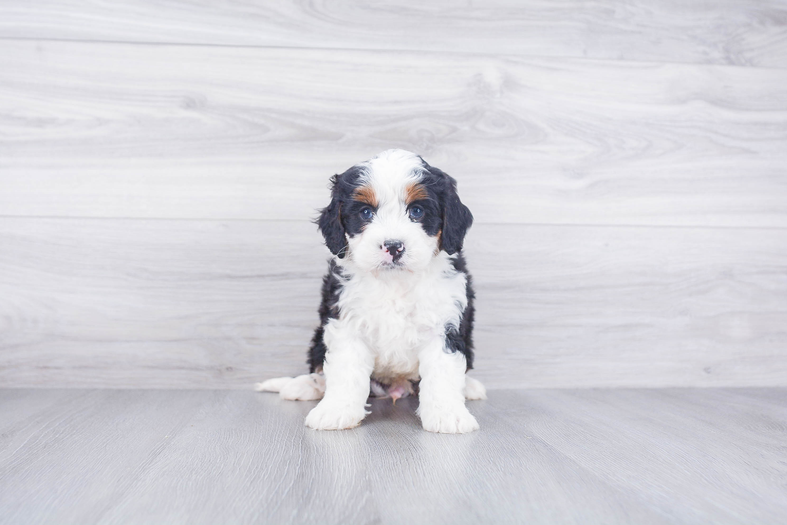 Sweet Mini Bernedoodle Baby