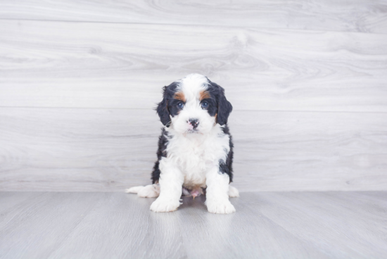 Sweet Mini Bernedoodle Baby