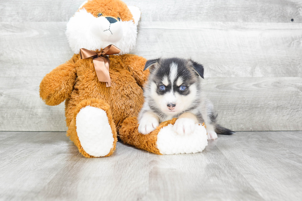 Sweet Pomsky Baby