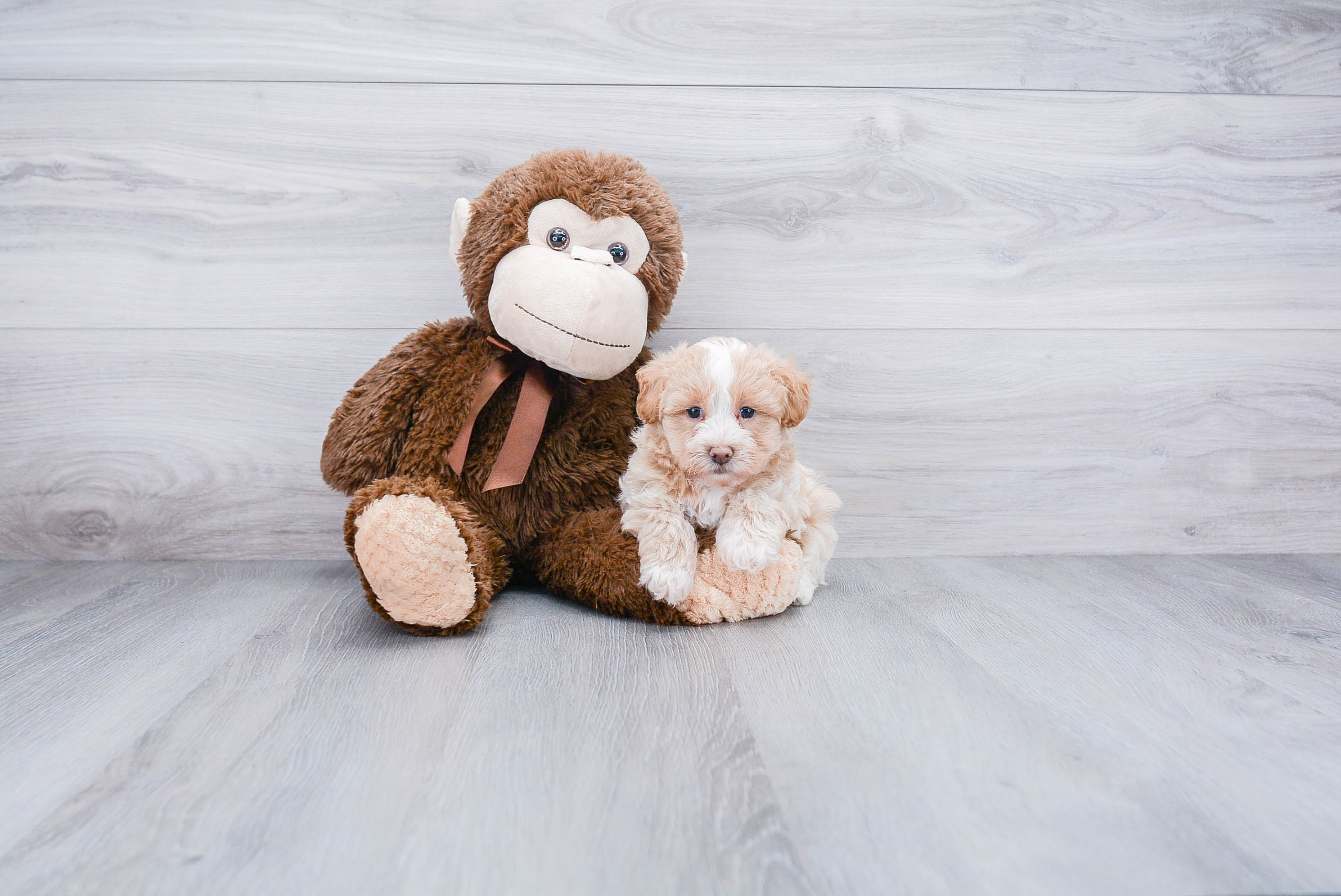 Sweet Maltipoo Baby