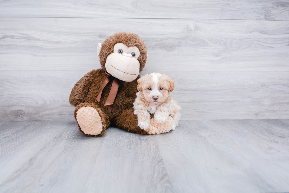 Sweet Maltipoo Baby