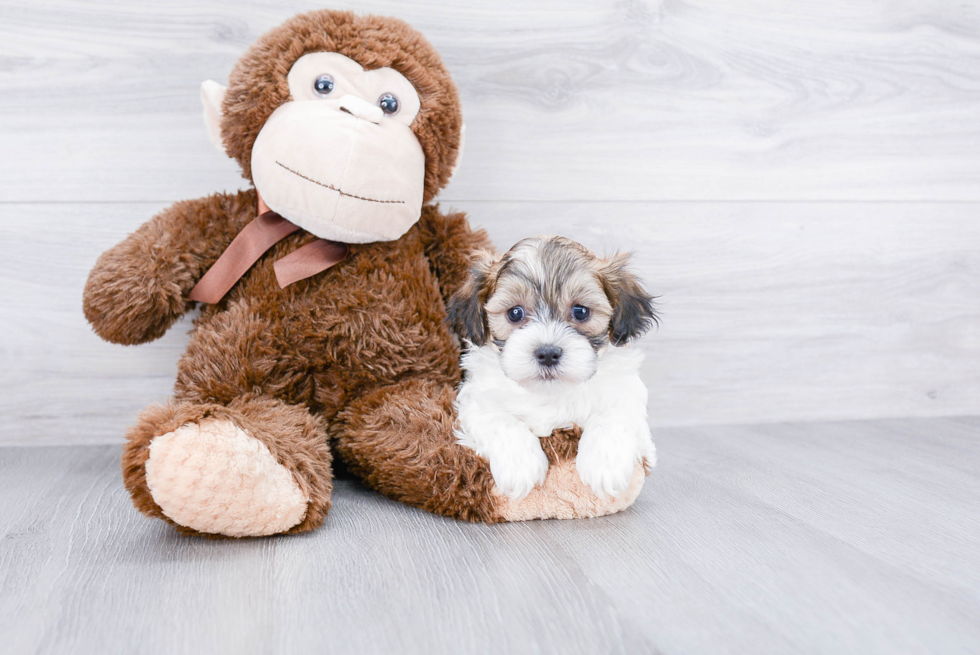 Teddy Bear Pup Being Cute