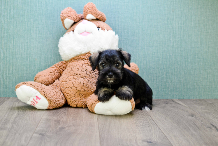 Cute Mini Schnauzer Mix Pup