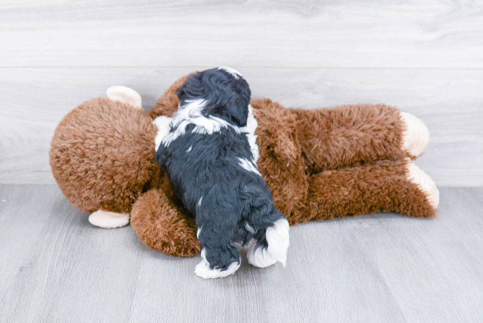 Happy Teddy Bear Baby