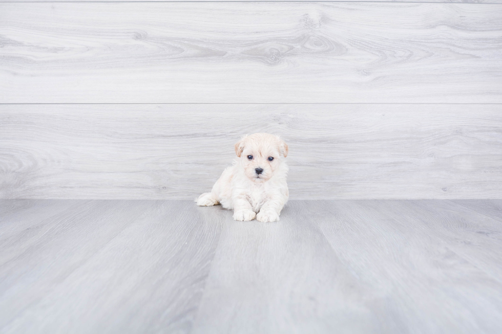 Maltipoo Pup Being Cute