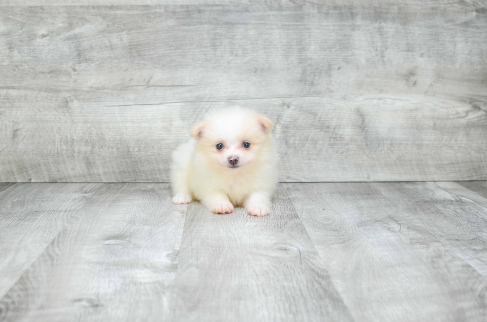 Funny Pomeranian Purebred Pup