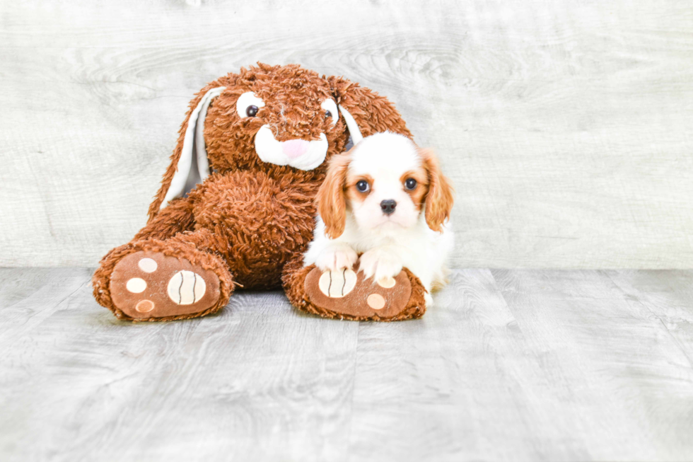 Akc Registered Cavalier King Charles Spaniel Purebred Pup