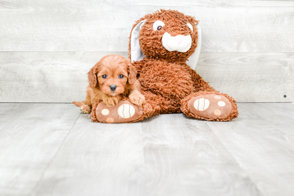 Best Cavapoo Baby