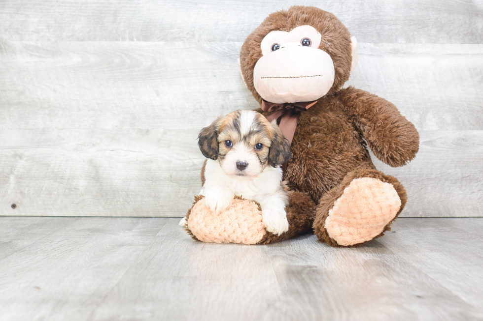 Small Cavachon Baby