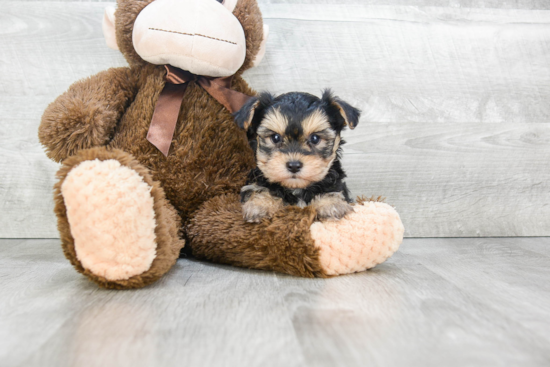 Morkie Pup Being Cute