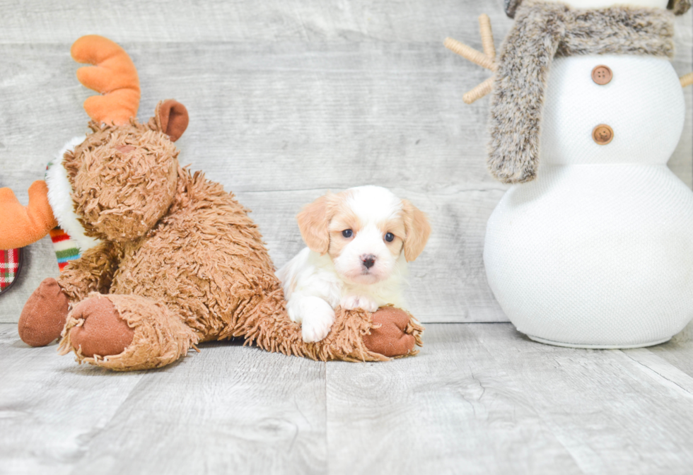 Fluffy Cavachon Designer Pup