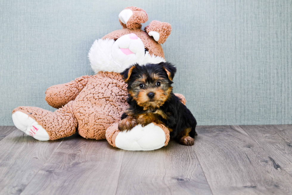 Meet Anthony - our Yorkshire Terrier Puppy Photo 