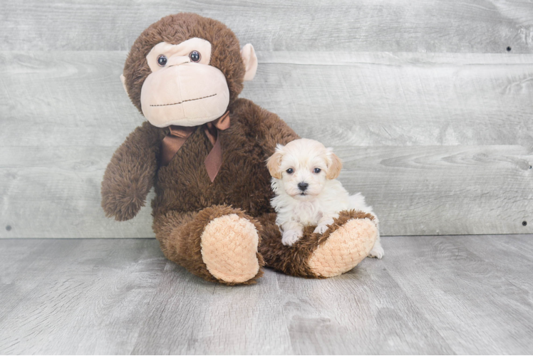 Best Maltipoo Baby