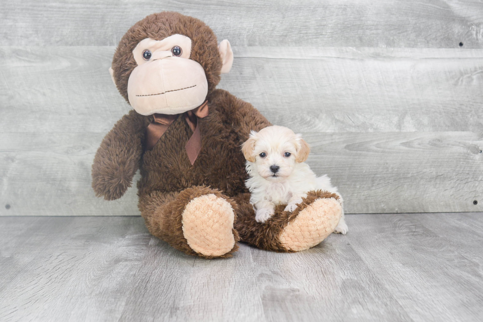 Best Maltipoo Baby