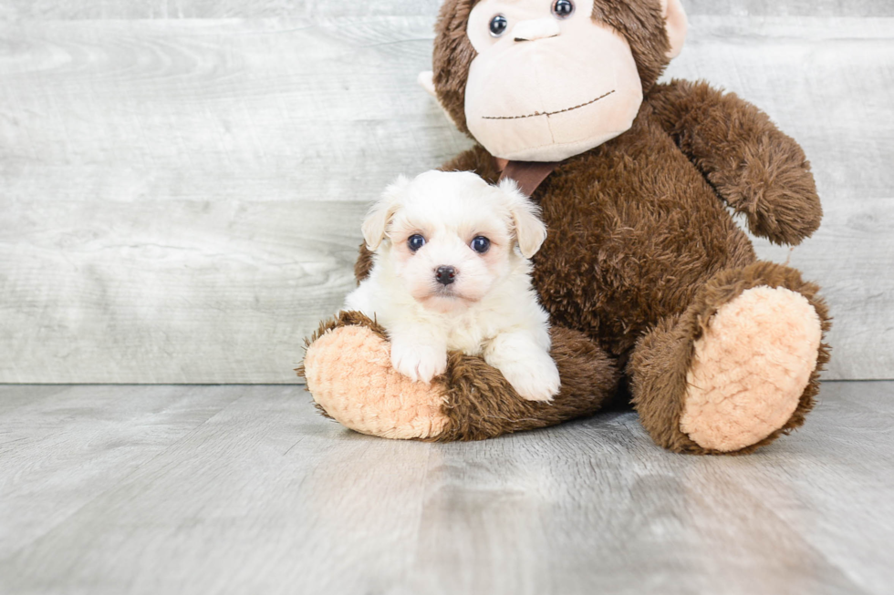 Havanese Puppy for Adoption