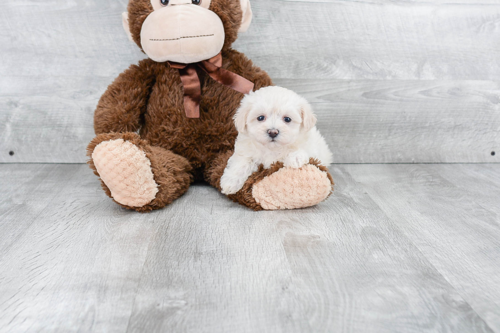 Maltipoo Puppy for Adoption