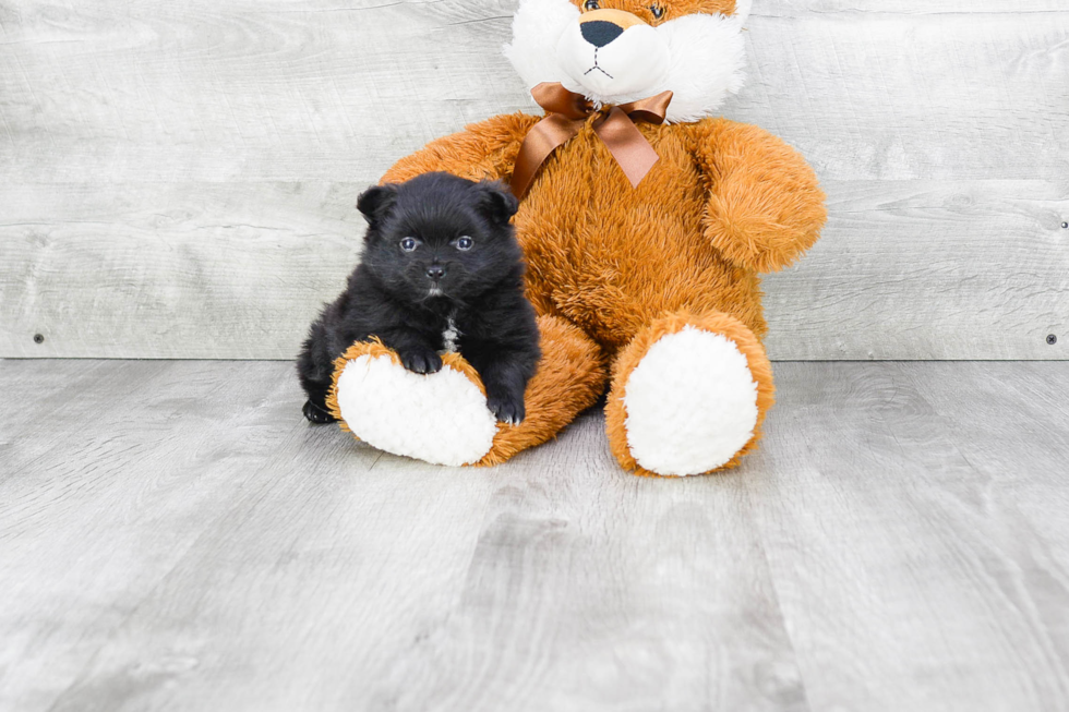 Pomeranian Puppy for Adoption