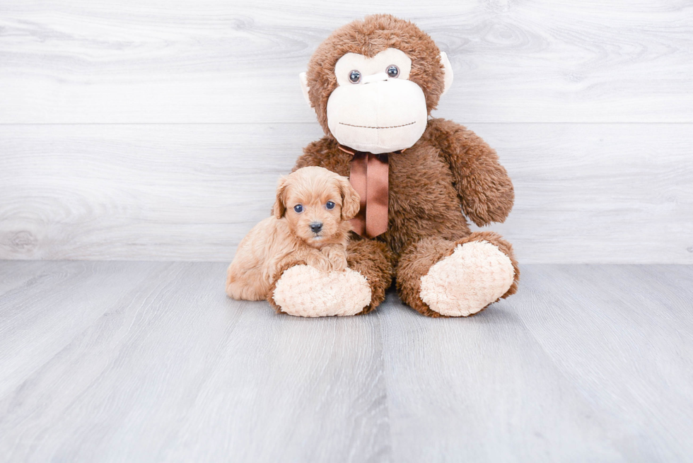 Cavapoo Puppy for Adoption