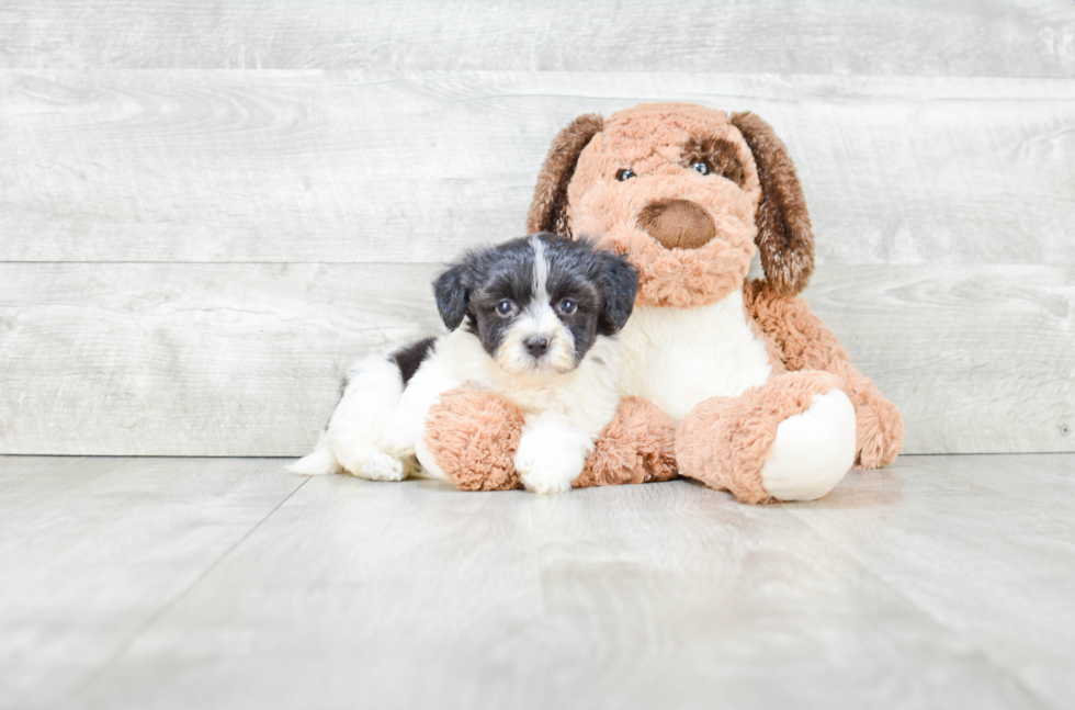 Fluffy Havanese Purebred Puppy