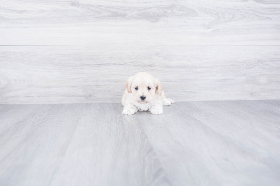 Maltipoo Pup Being Cute