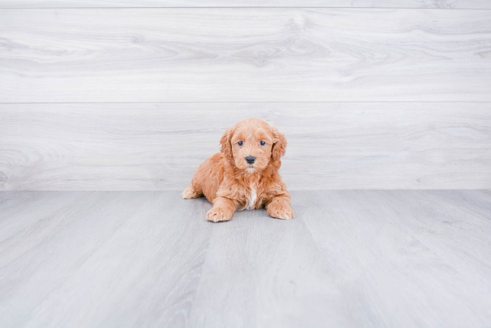 Petite Mini Goldendoodle Poodle Mix Pup