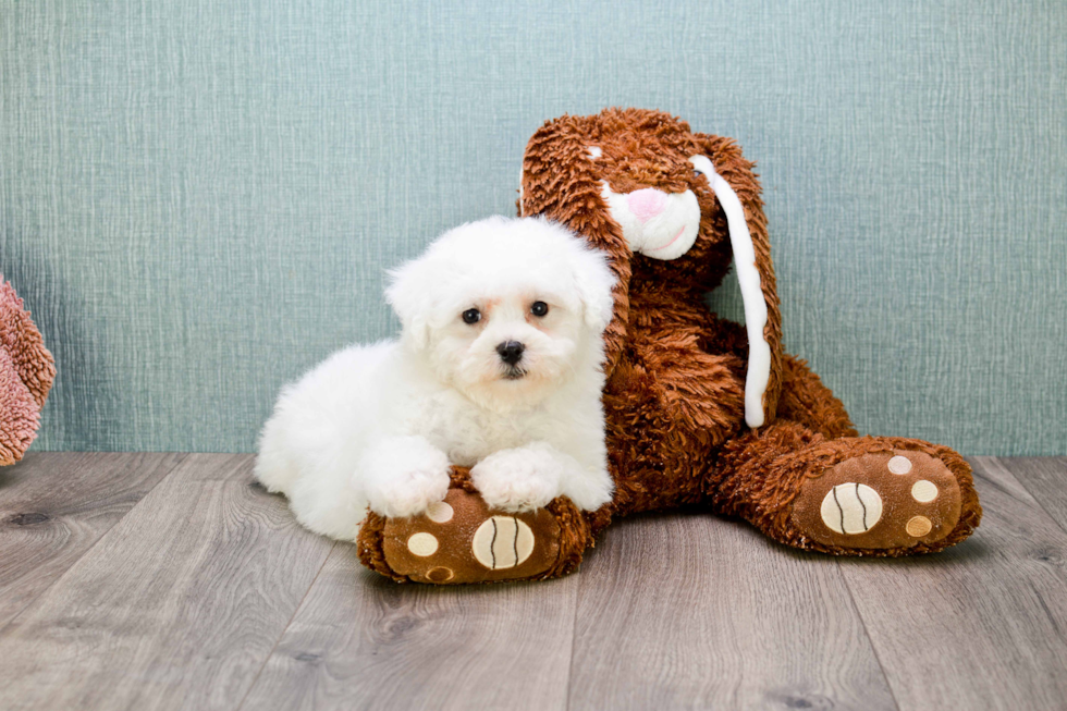 Fluffy Bichon Frise Purebred Puppy