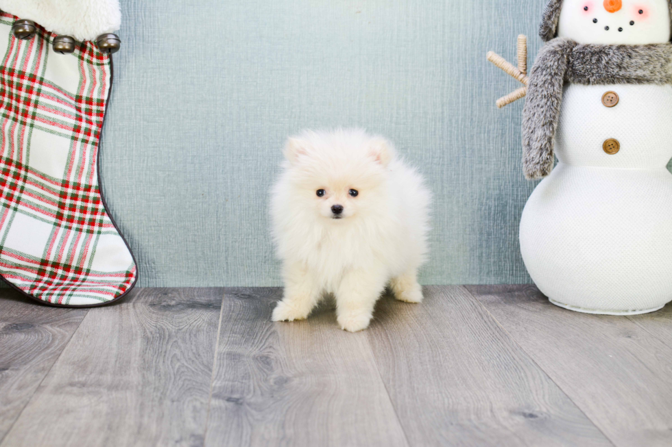 Pomeranian Pup Being Cute