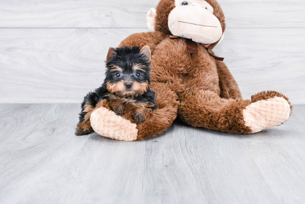 Meet Nugget - our Yorkshire Terrier Puppy Photo 