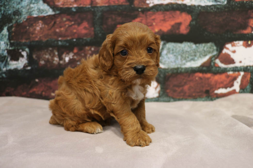 Happy Cavapoo Baby