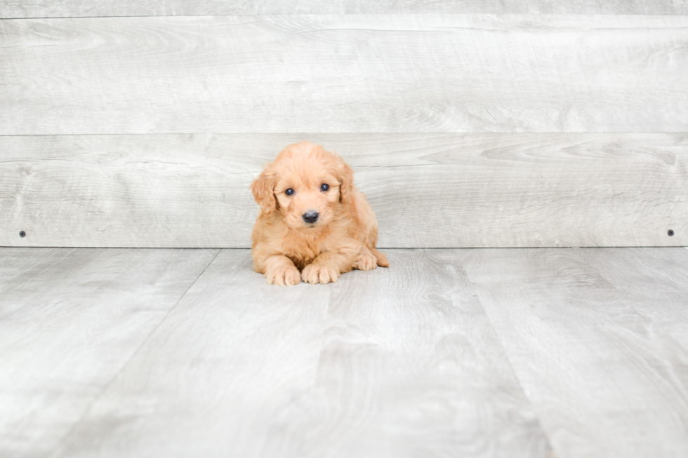 Mini Goldendoodle Puppy for Adoption