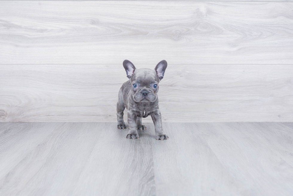 French Bulldog Puppy for Adoption