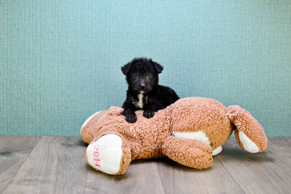 Fluffy Yorkie Poo Poodle Mix Pup