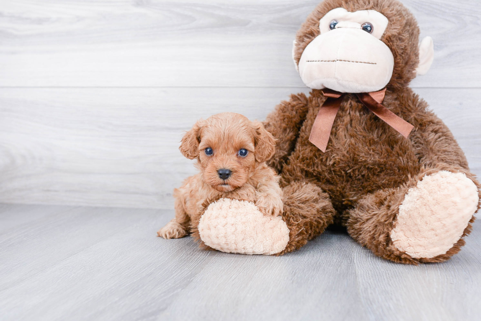 Little Cavoodle Poodle Mix Puppy