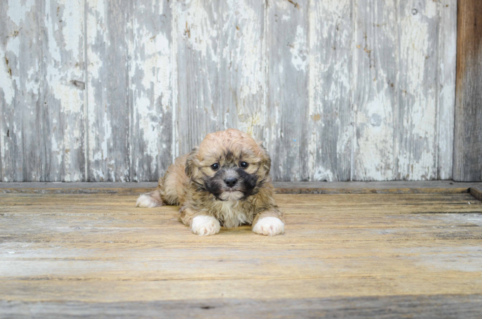 Teddy Bear Pup Being Cute