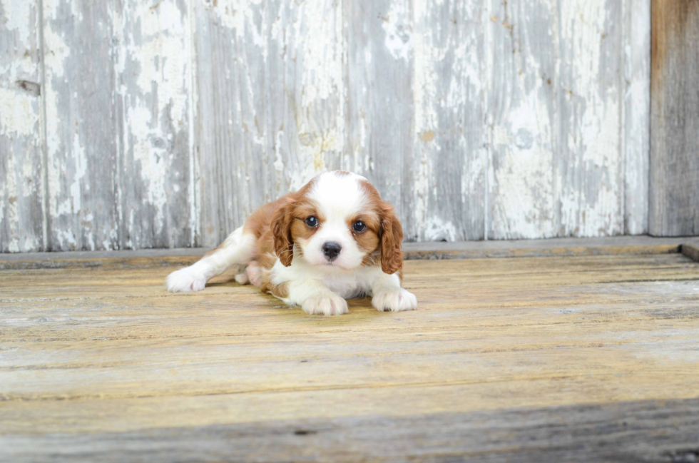 Funny Cavalier King Charles Spaniel Purebred Pup