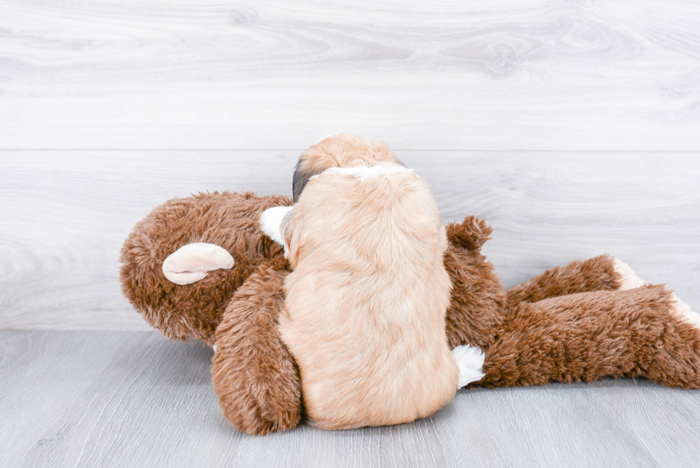 Havanese Pup Being Cute