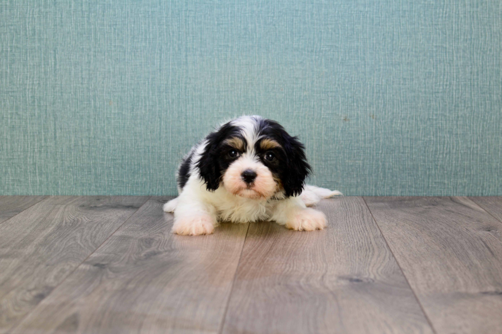 Small Cavachon Baby