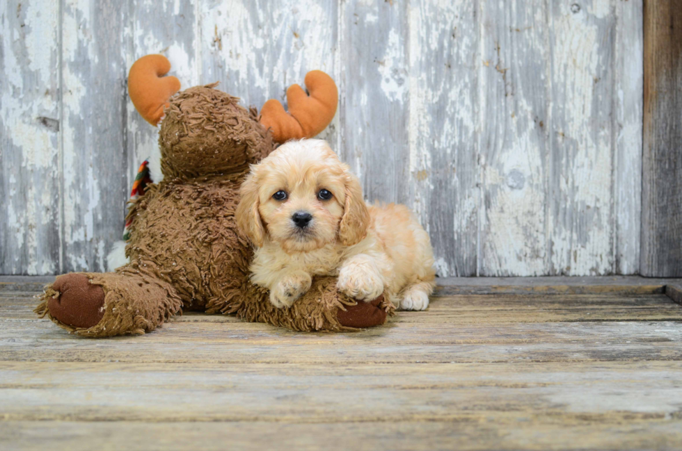 Adorable Cavalier Designer Puppy