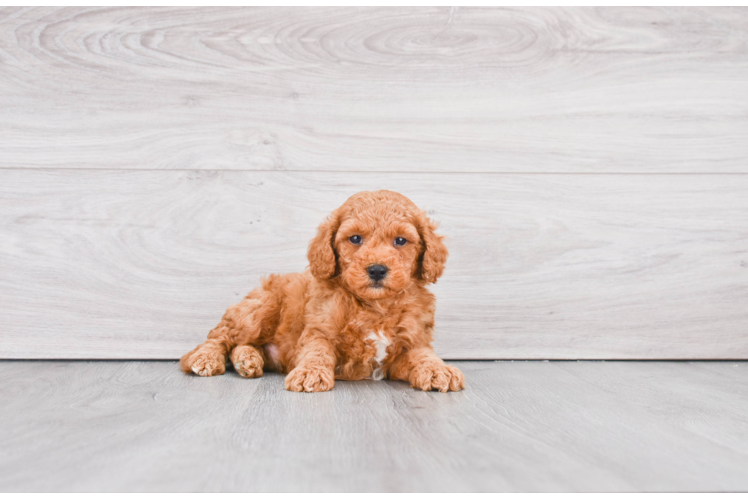 Mini Goldendoodle Puppy for Adoption