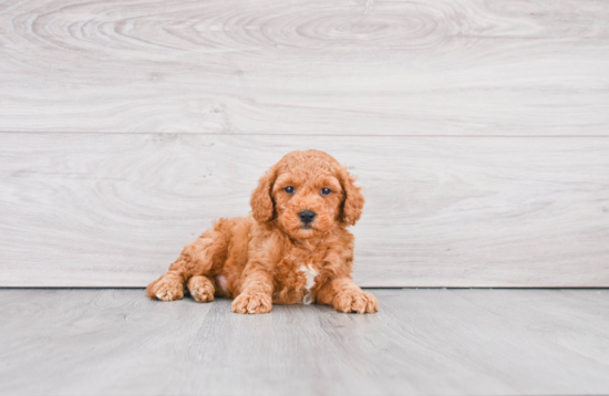 Mini Goldendoodle Puppy for Adoption