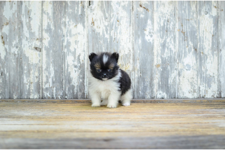 Popular Pomeranian Baby