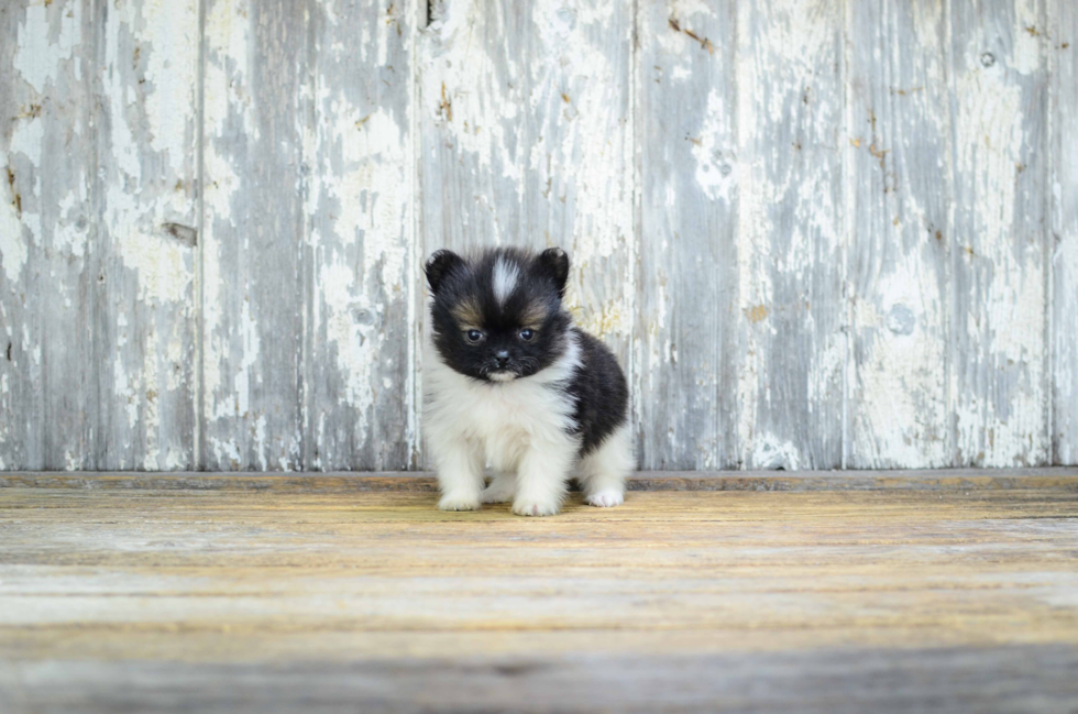 Popular Pomeranian Baby