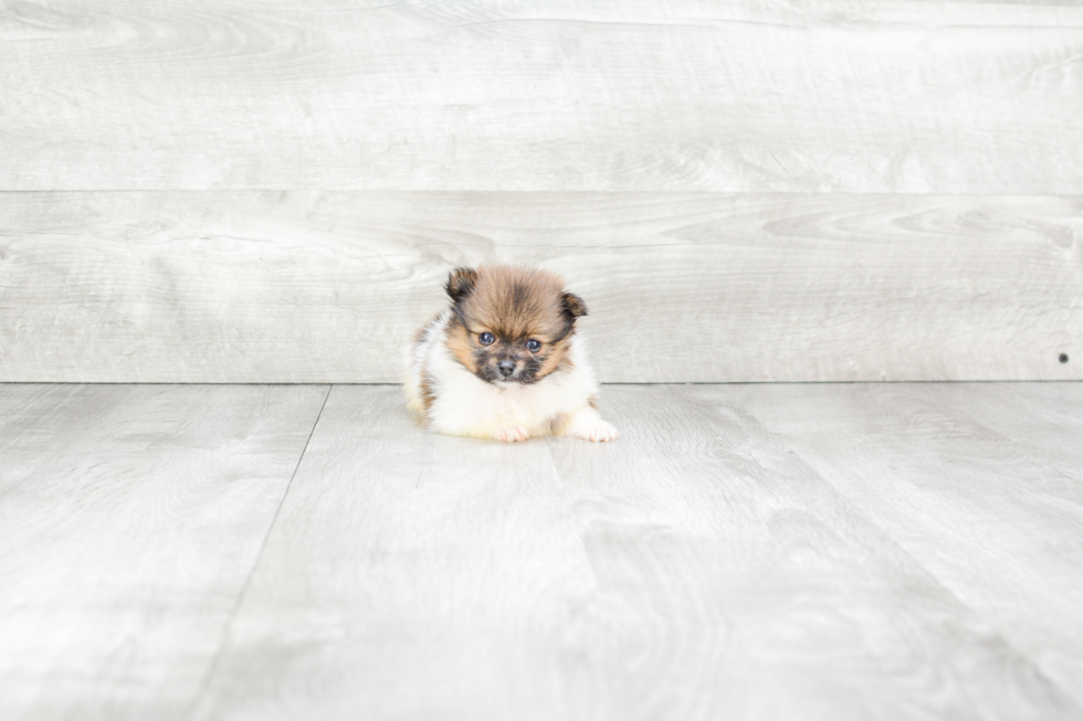 Small Pomeranian Baby