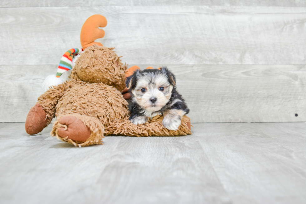 Playful Yorkie Designer Puppy